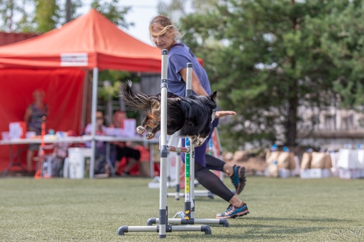 Starptautiskajās suņu sporta – adžiliti sacensībās Starptautiskajās suņu sporta – adžiliti sacensībās