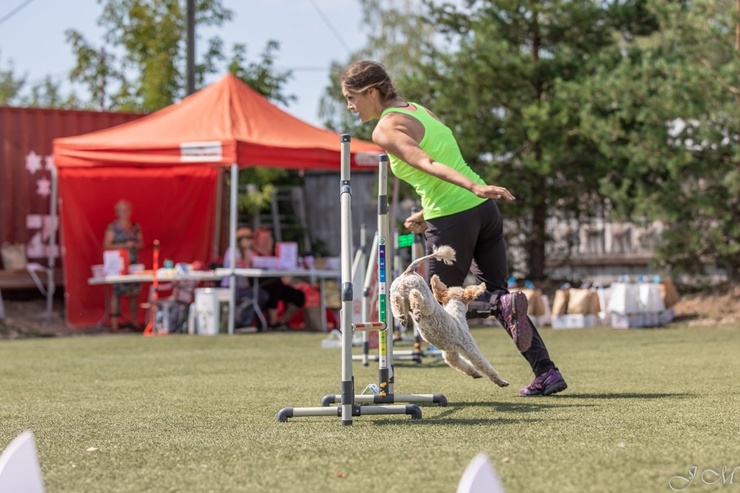 Starptautiskajās suņu sporta – adžiliti sacensībās Starptautiskajās suņu sporta – adžiliti sacensībās