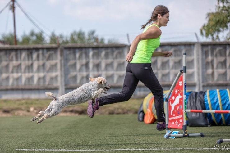 Starptautiskajās suņu sporta – adžiliti sacensībās Starptautiskajās suņu sporta – adžiliti sacensībās