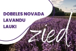 Dobeles novadu pārņem lavandu ziedēšanas burvība